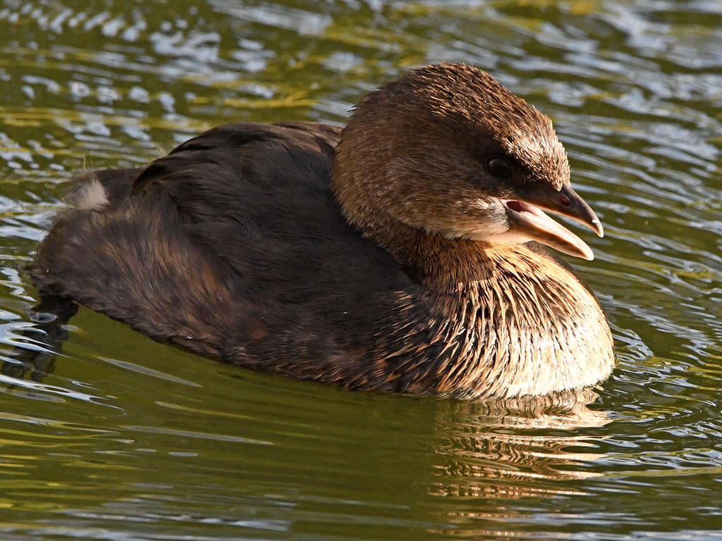 Grebe2.jpg