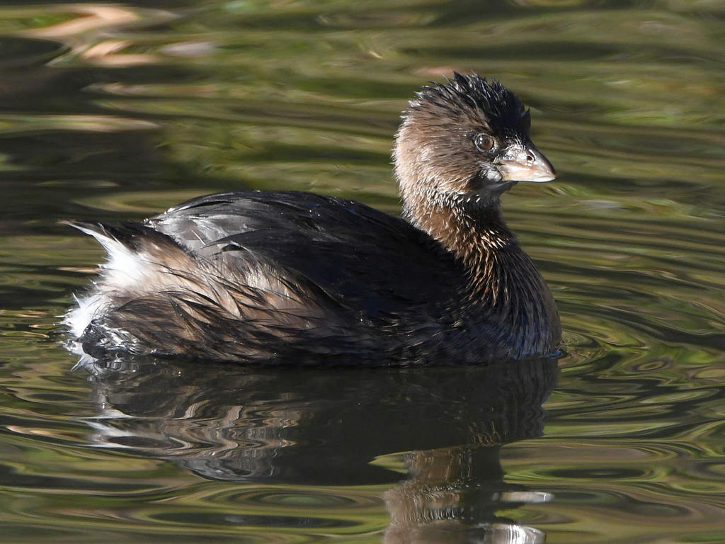 Grebe2.jpg