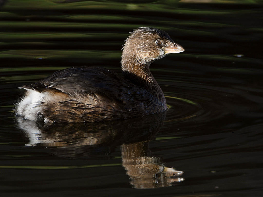 Grebe2.jpg