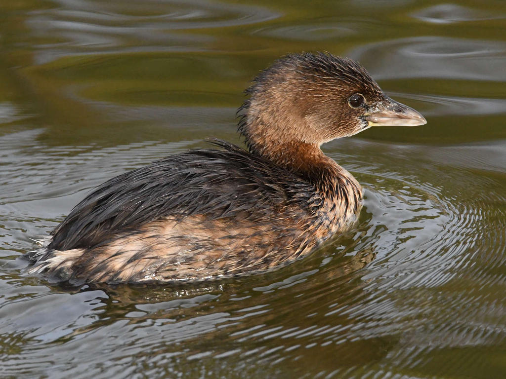 Grebe2.jpg