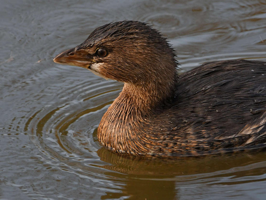 Grebe2.jpg