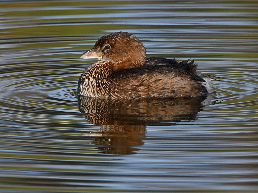 Grebe2.jpg