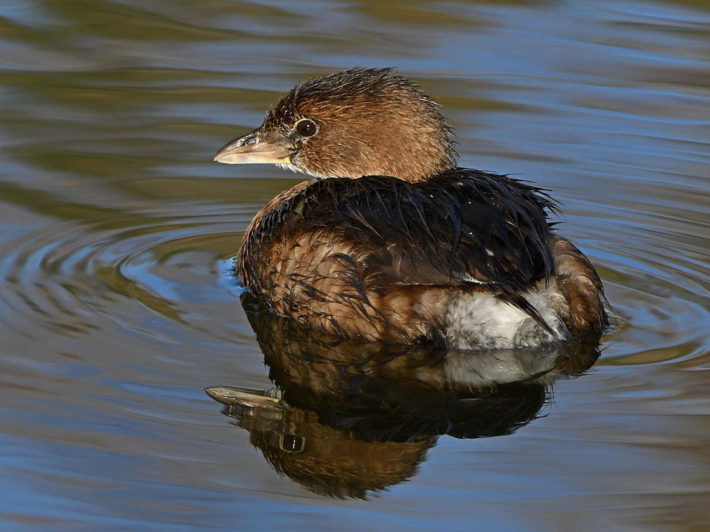 Grebe2.jpg