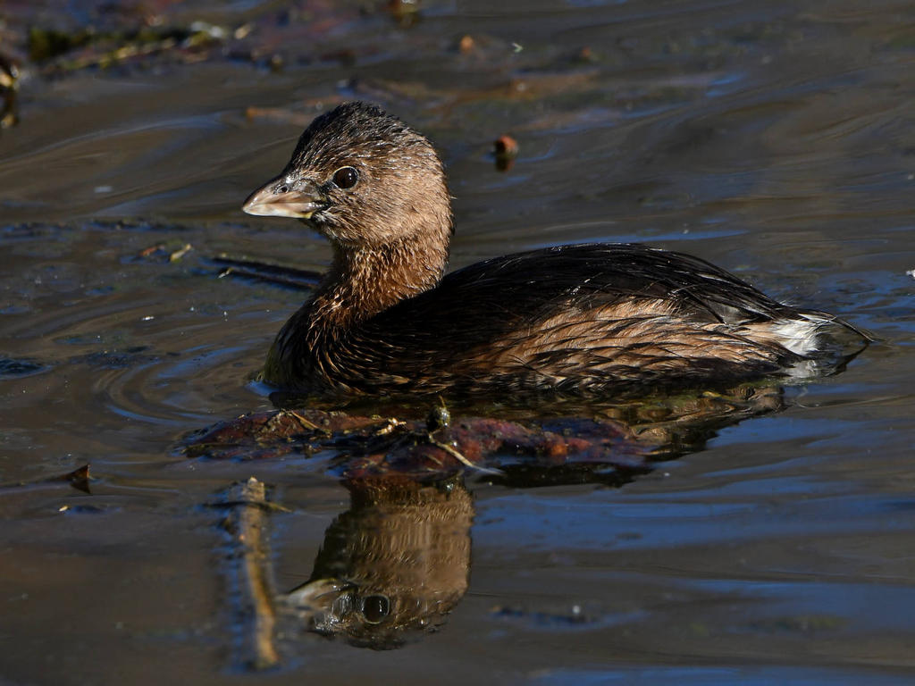 Grebe2.jpg