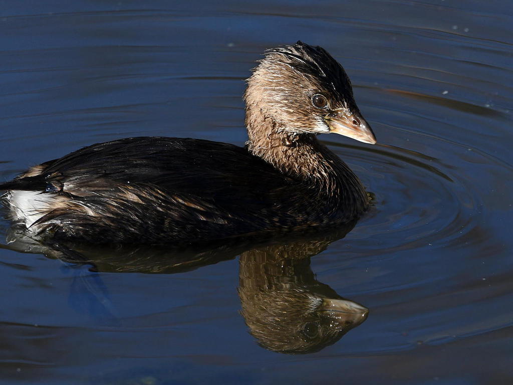 Grebe2.jpg