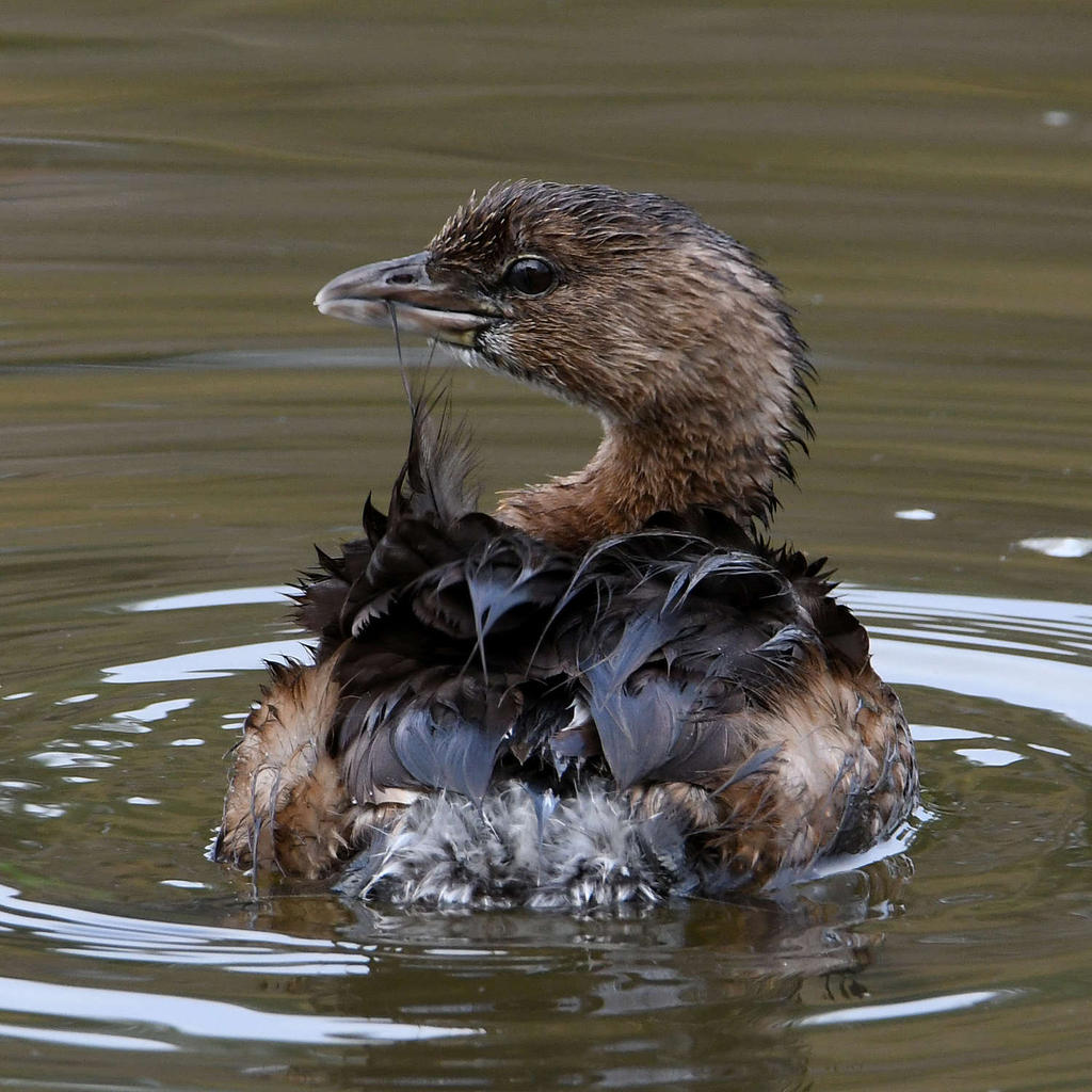 Grebe2.jpg