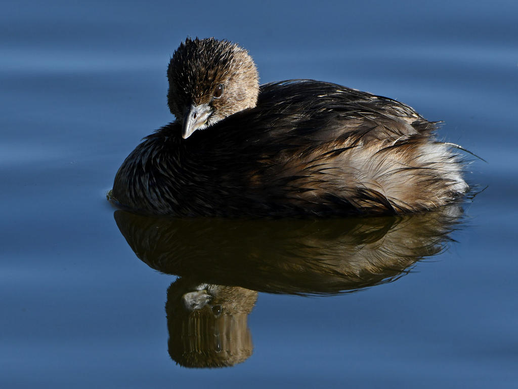 Grebe2.jpg