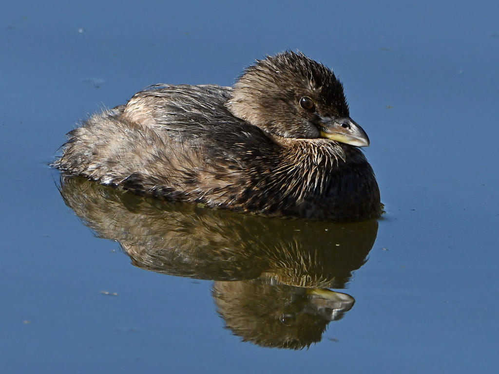 Grebe2.jpg