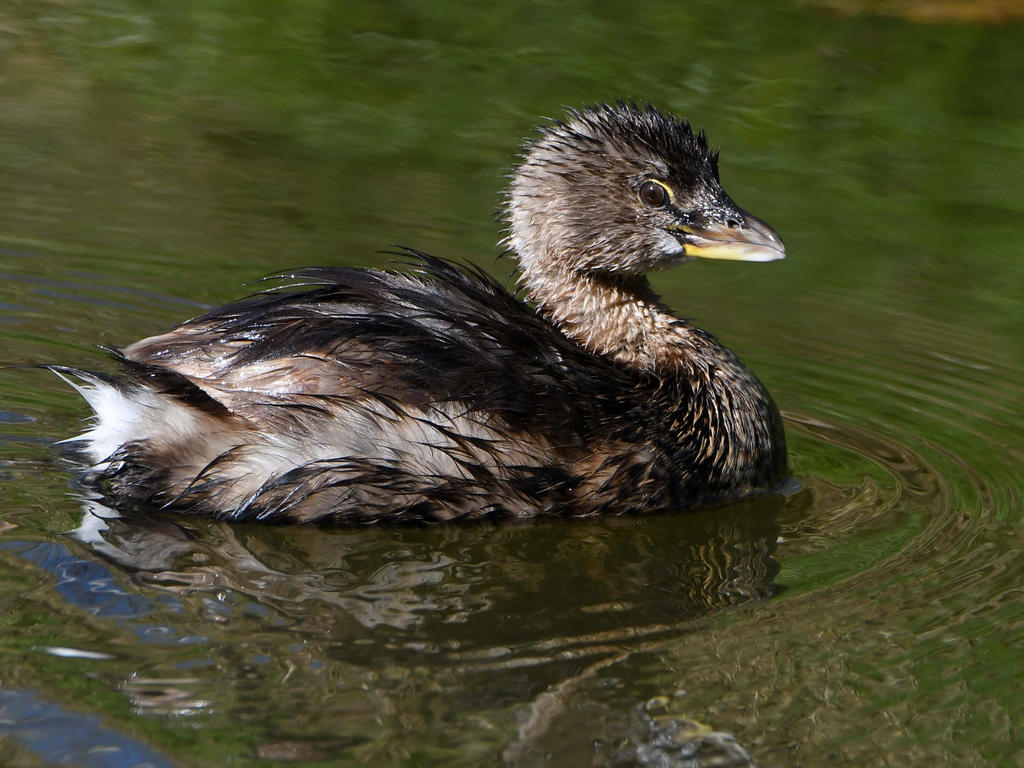 Grebe2.jpg