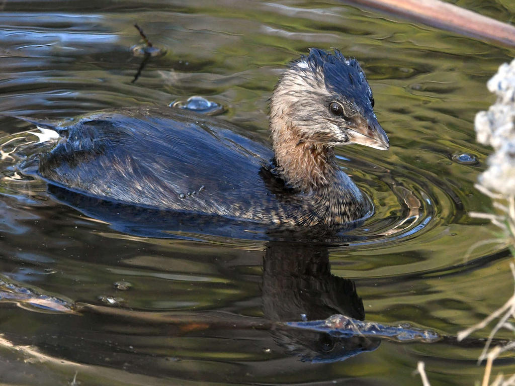 Grebe2.jpg