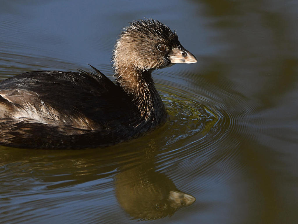 Grebe2.jpg