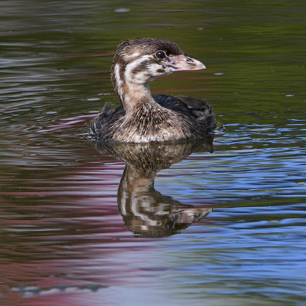 Grebe2.jpg