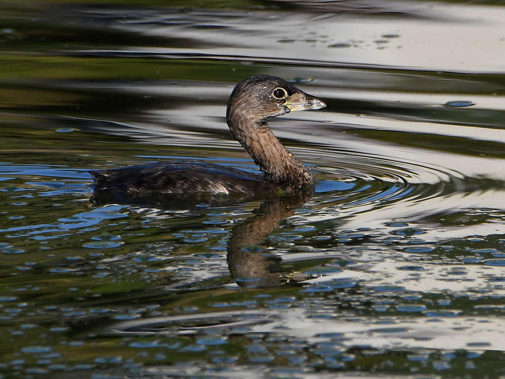 Grebe2.jpg