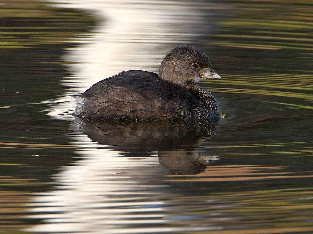 Grebe2.jpg