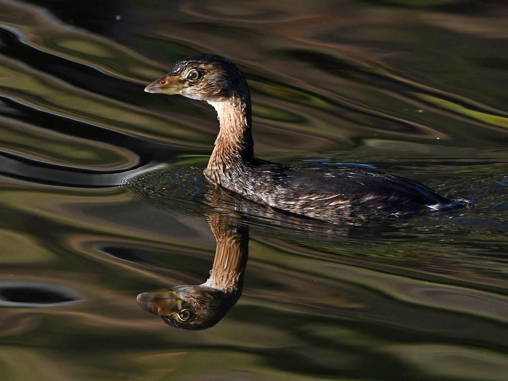 Grebe2.jpg