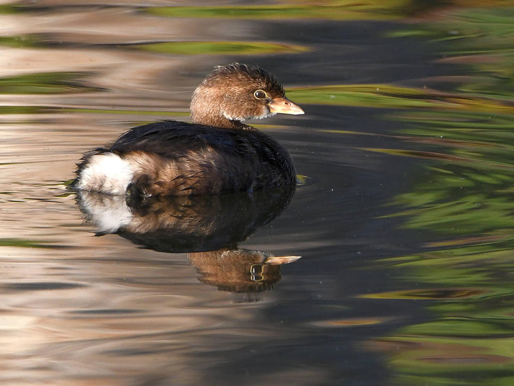 Grebe2.jpg