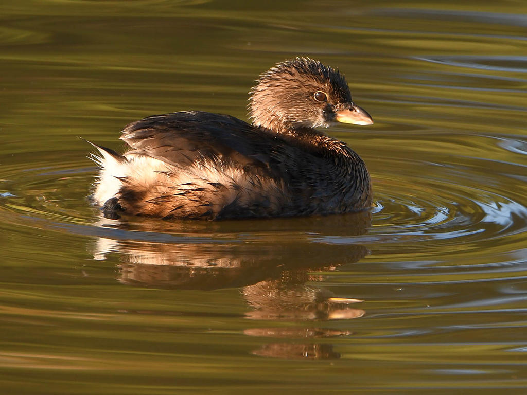 Grebe2.jpg