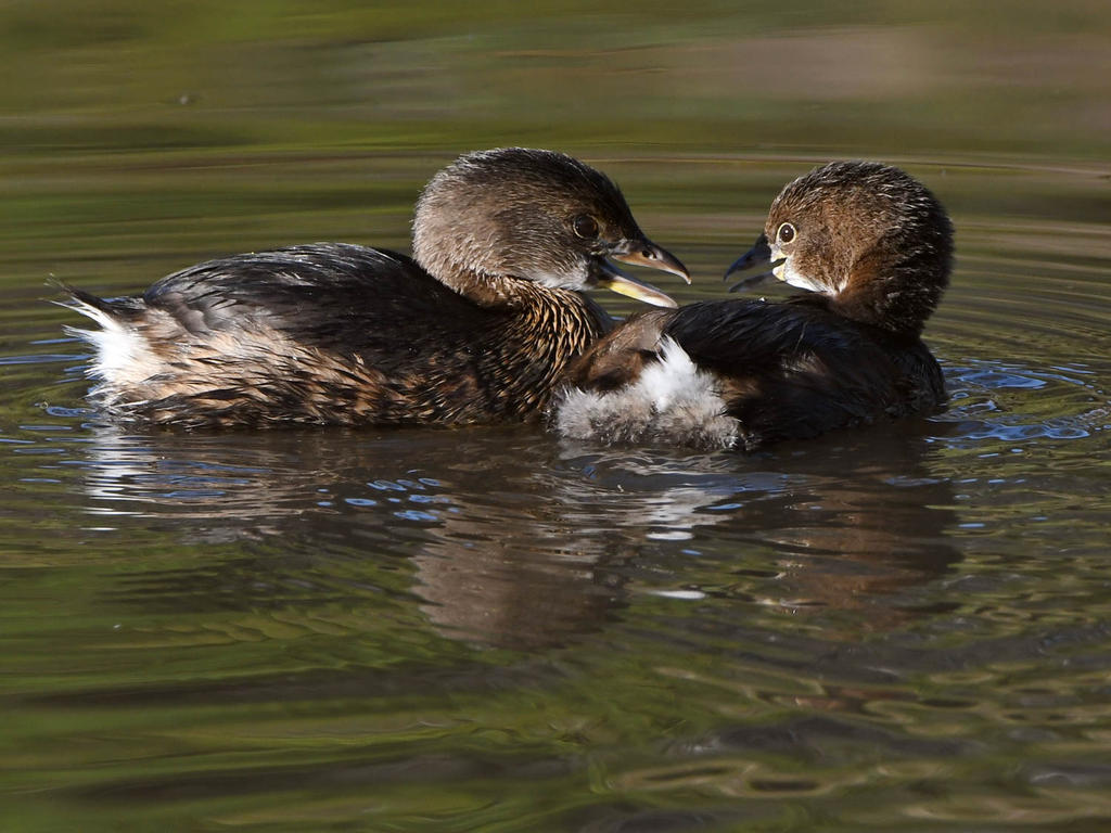 Grebe2.jpg