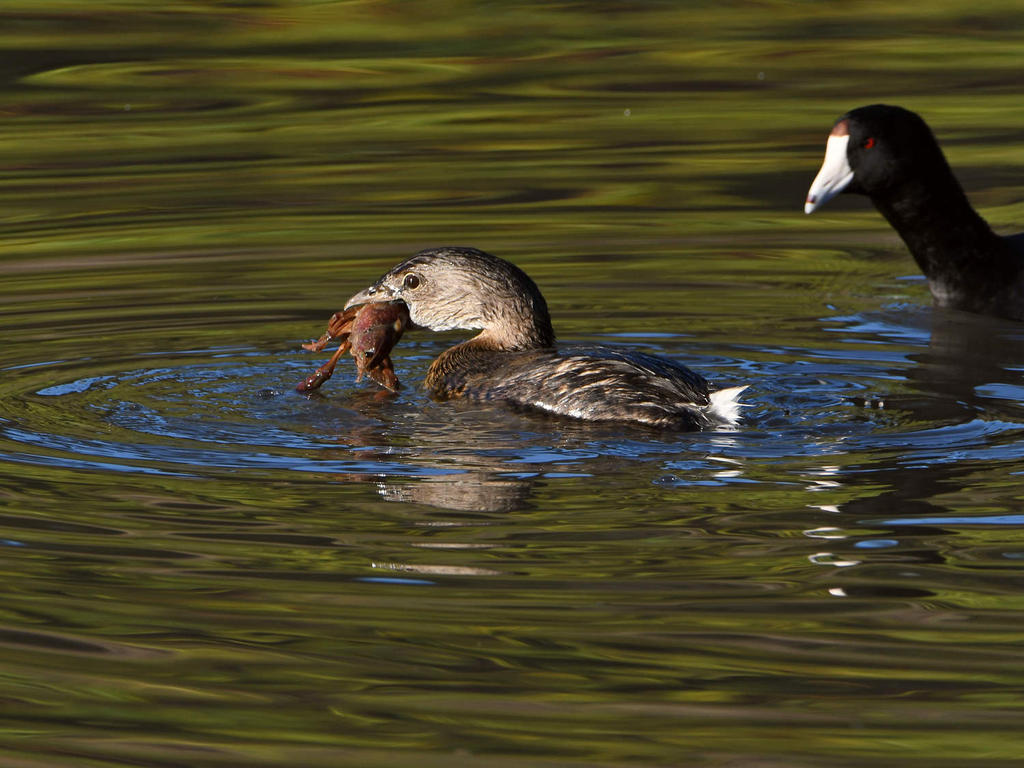 Grebe2.jpg