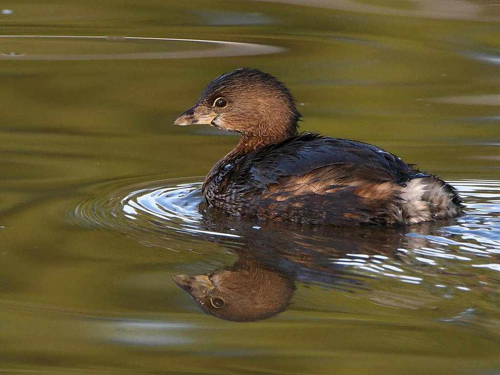 Grebe2.jpg