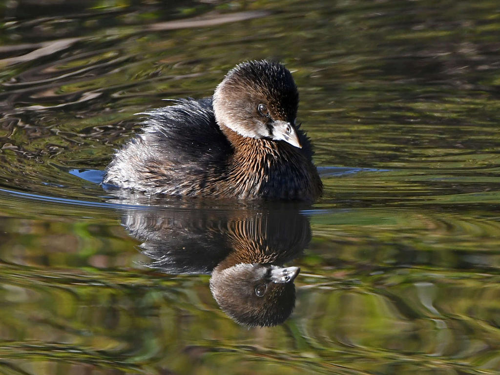 Grebe2.jpg