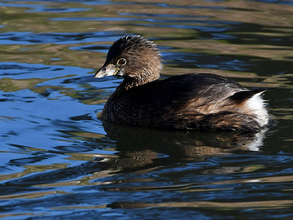 Grebe2.jpg