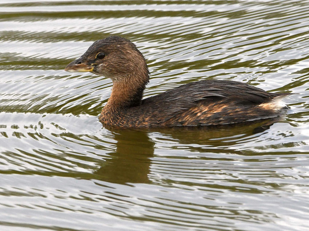 Grebe2.jpg