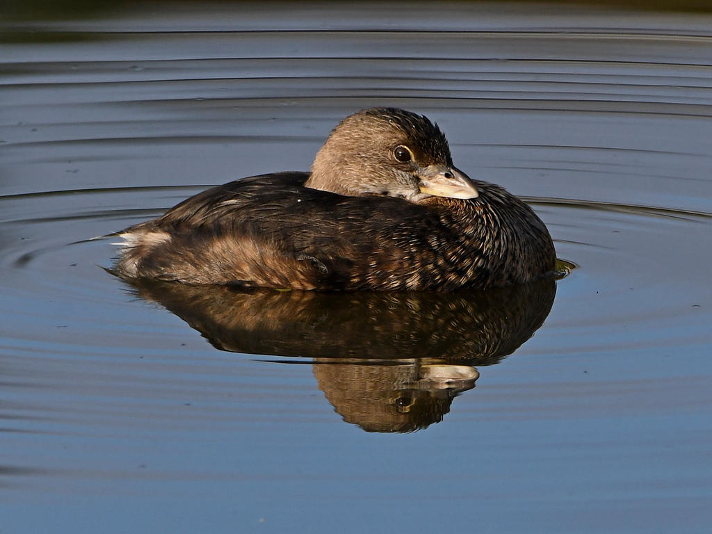 Grebe2.jpg
