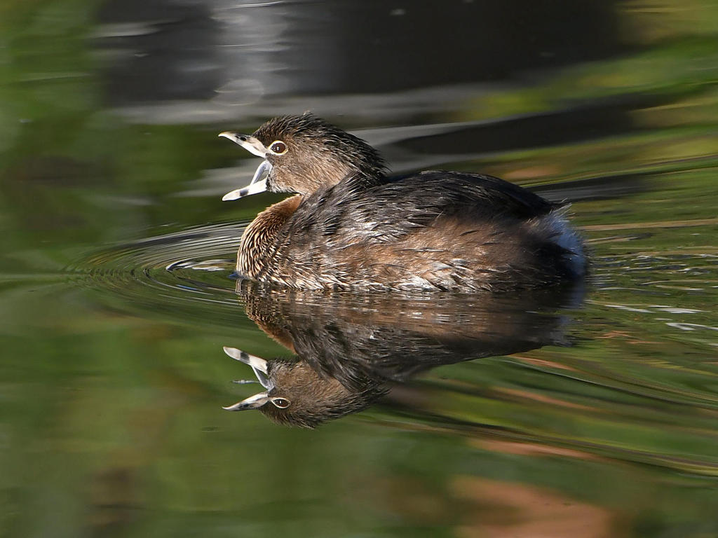 Grebe2.jpg