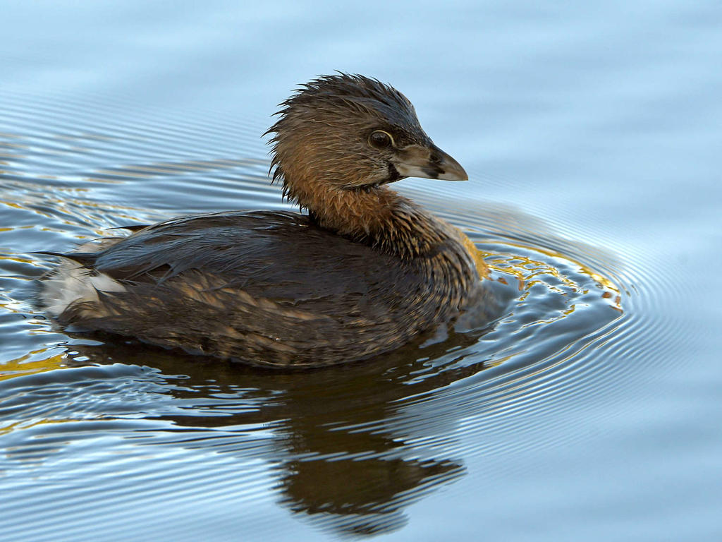 Grebe2.jpg