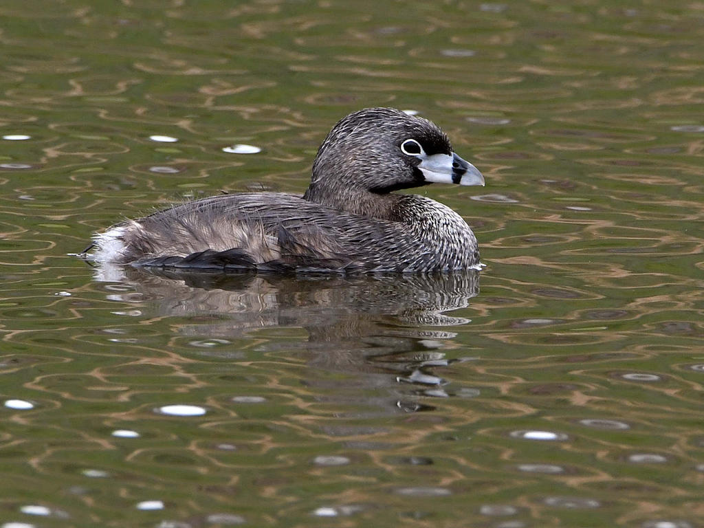 Grebe2.jpg