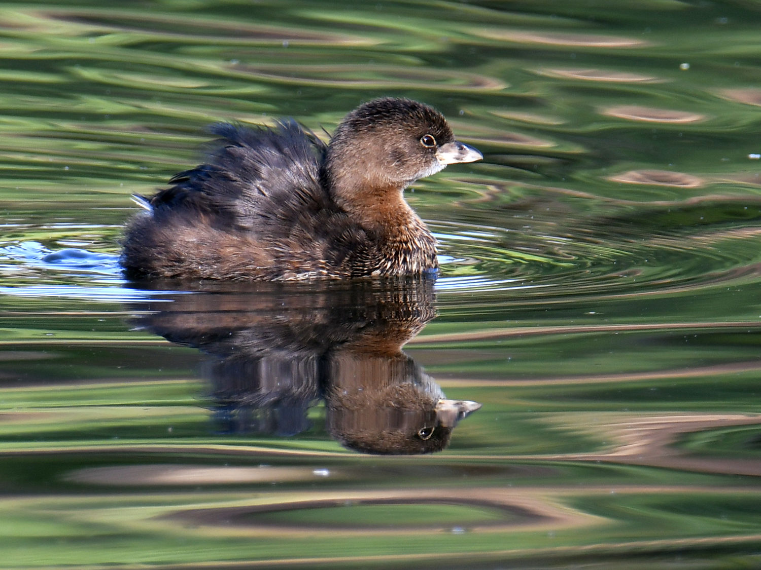 Grebe2.jpg