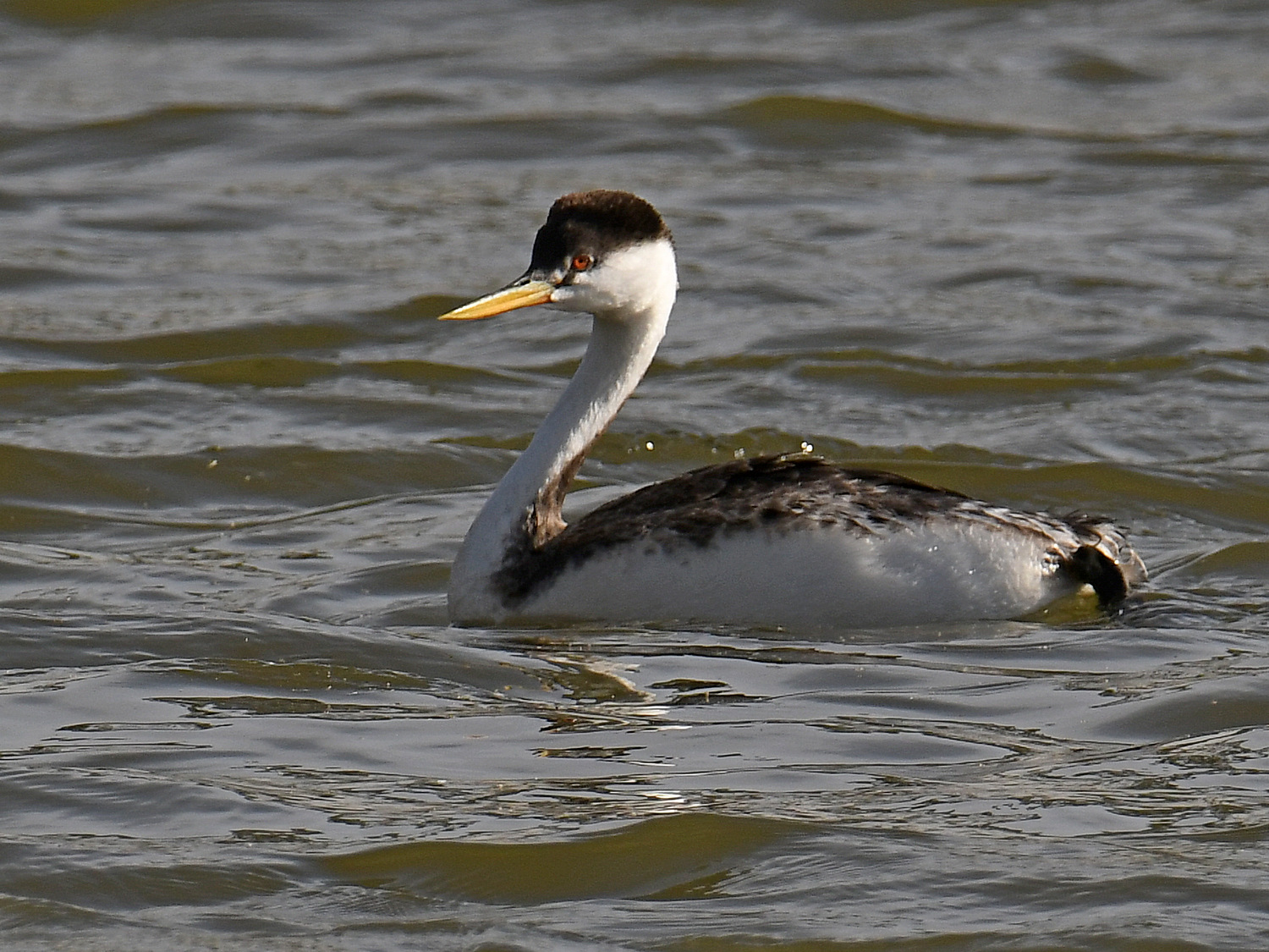 Grebe2.jpg