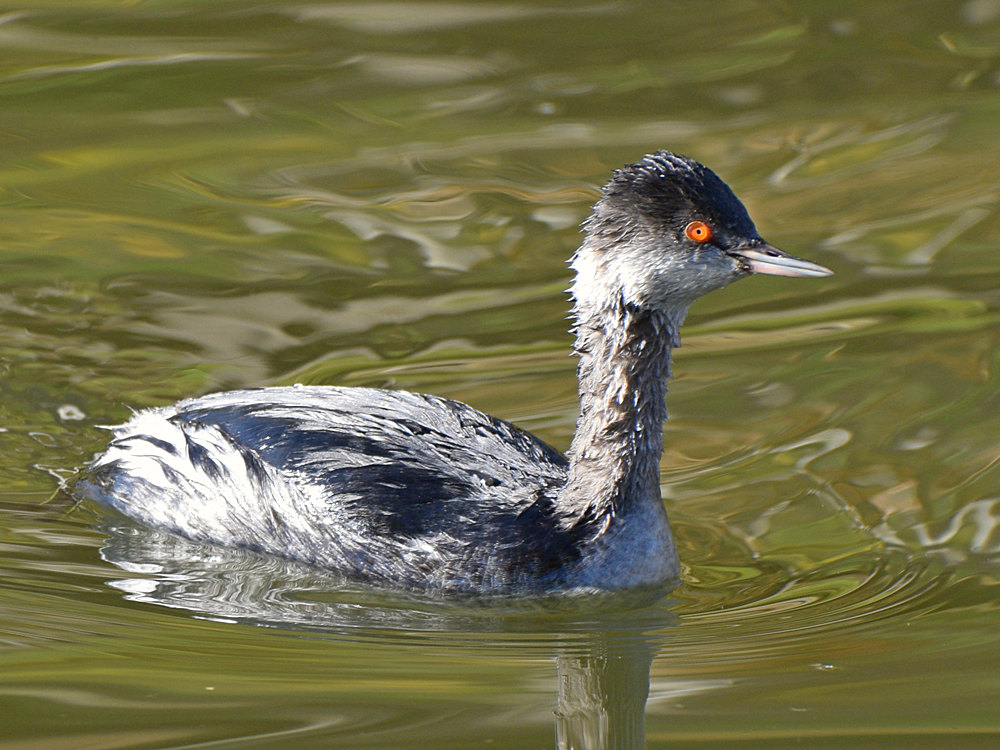 Grebe3.jpg