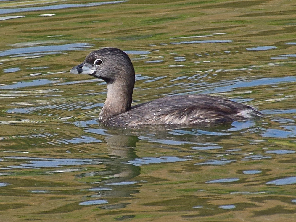 Grebe3.jpg