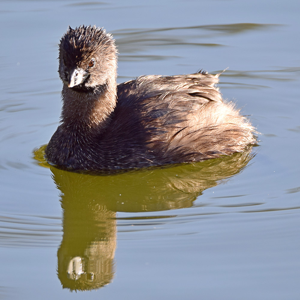 Grebe3.jpg