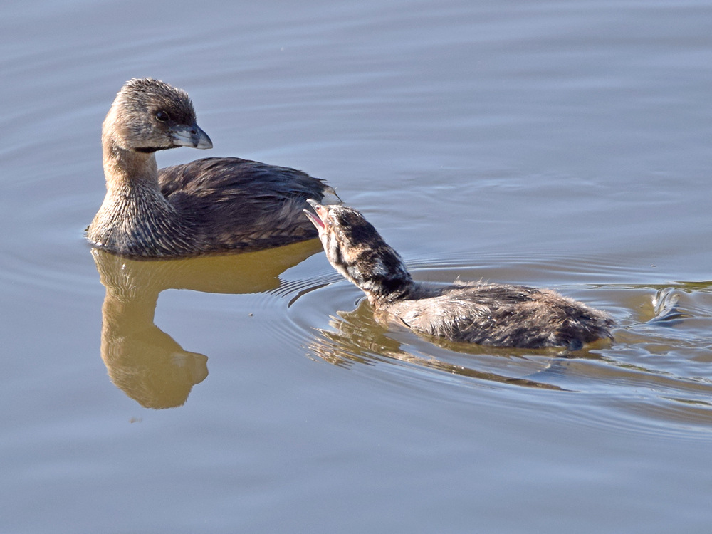 Grebe3.jpg