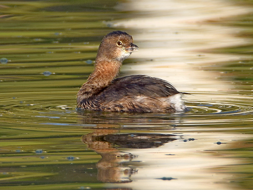 Grebe3.jpg