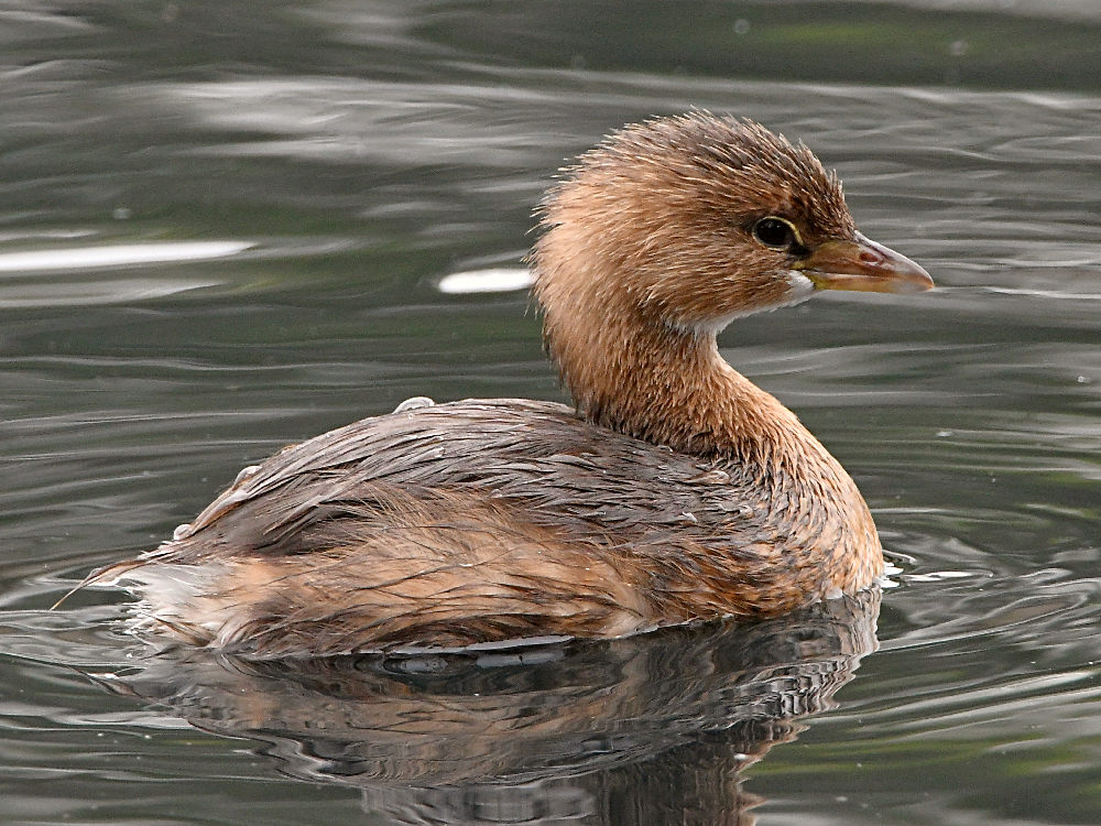 Grebe3.jpg