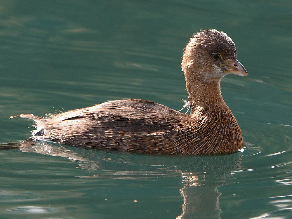 Grebe3.jpg