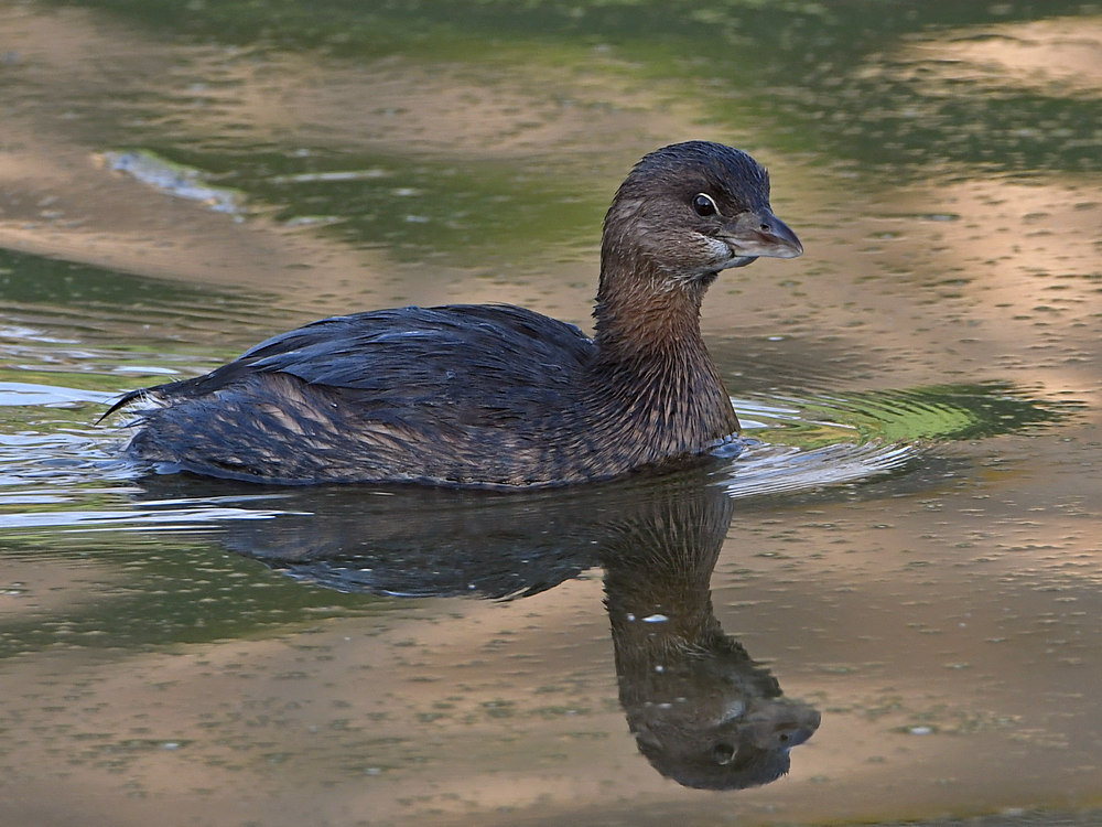 Grebe3.jpg