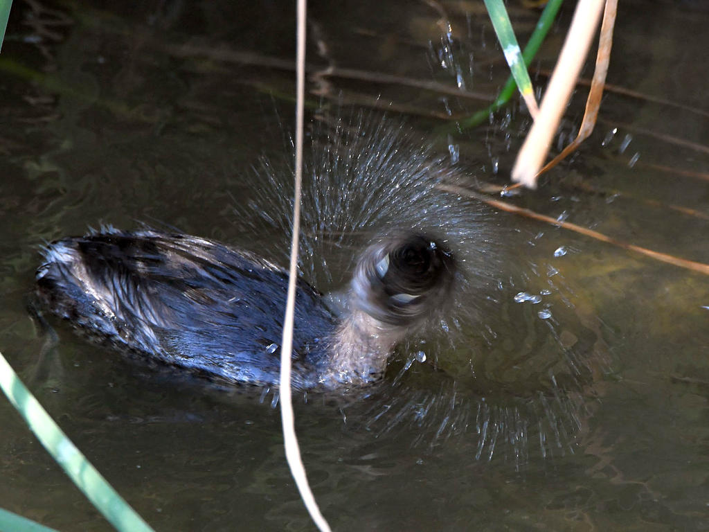 Grebe3.jpg