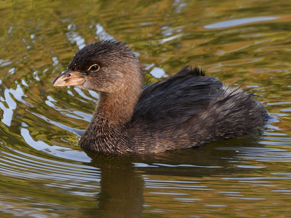 Grebe3.jpg