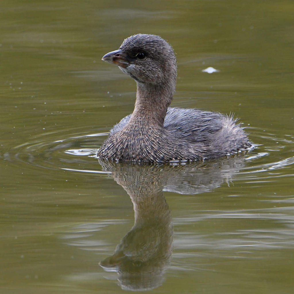 Grebe3.jpg