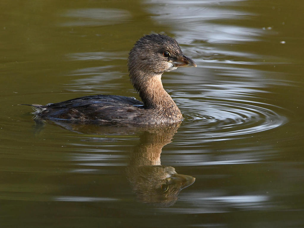 Grebe3.jpg