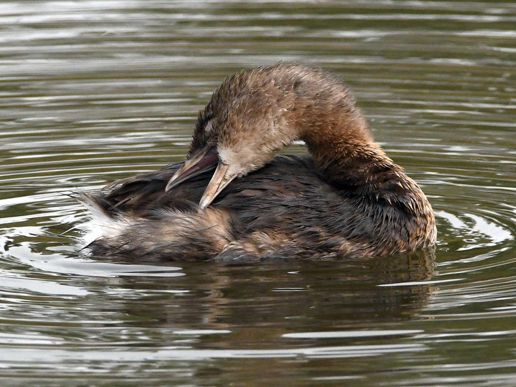 Grebe3.jpg