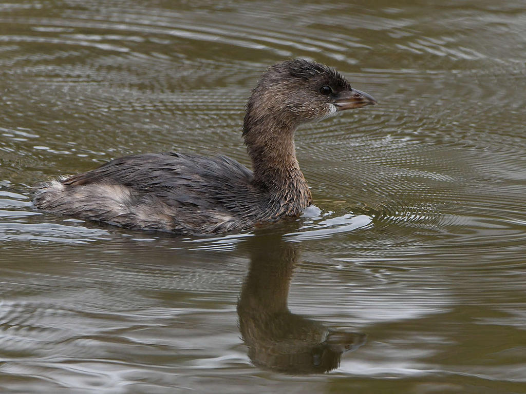 Grebe3.jpg