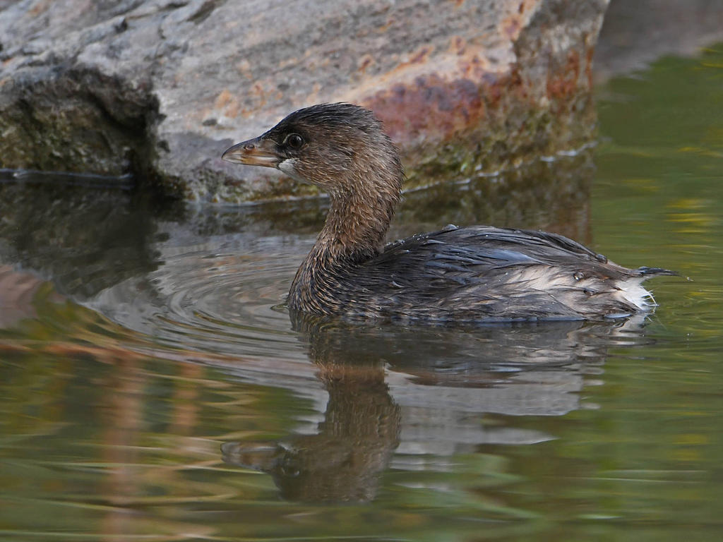 Grebe3.jpg