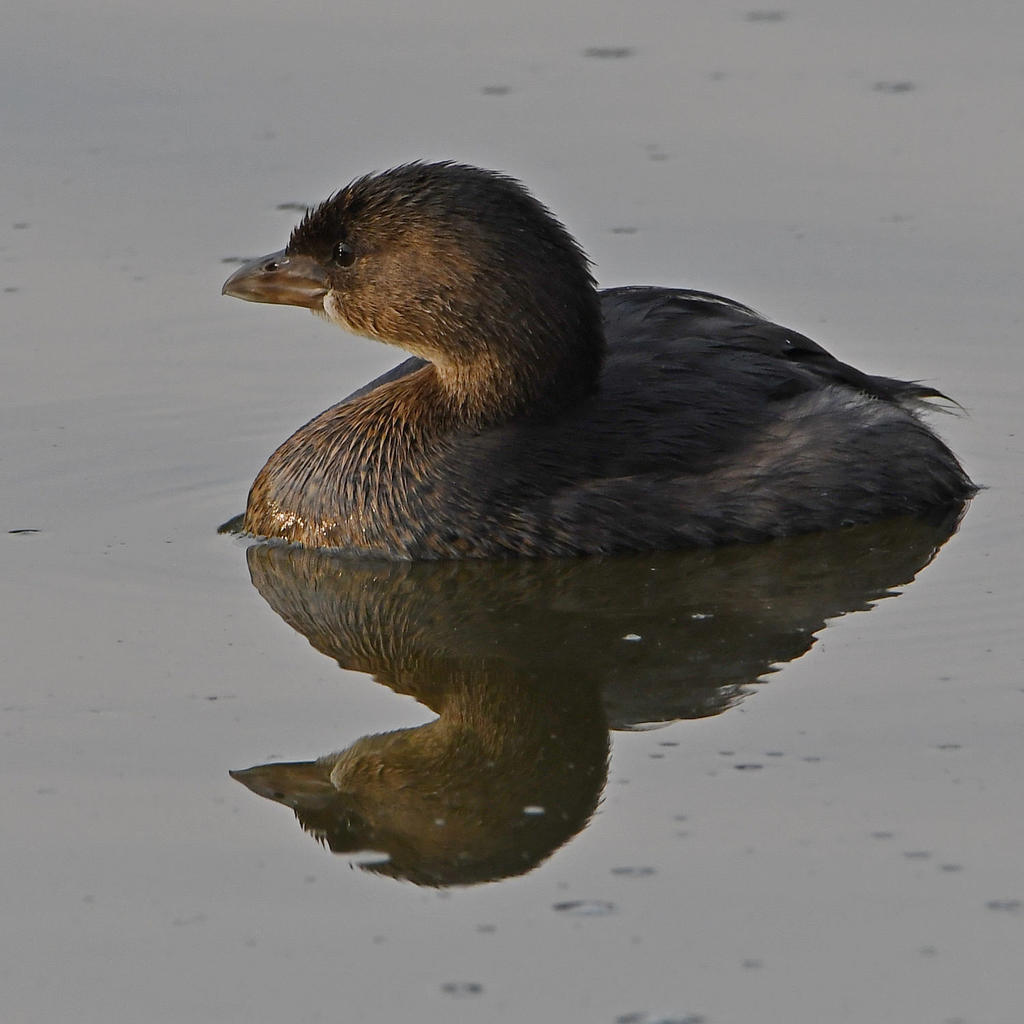 Grebe3.jpg