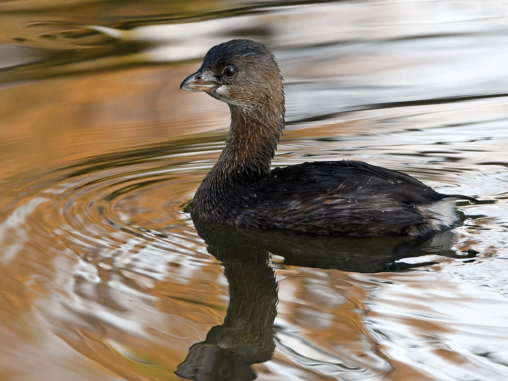 Grebe3.jpg